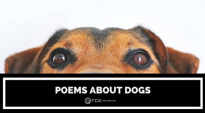 poems about dogs blog post image